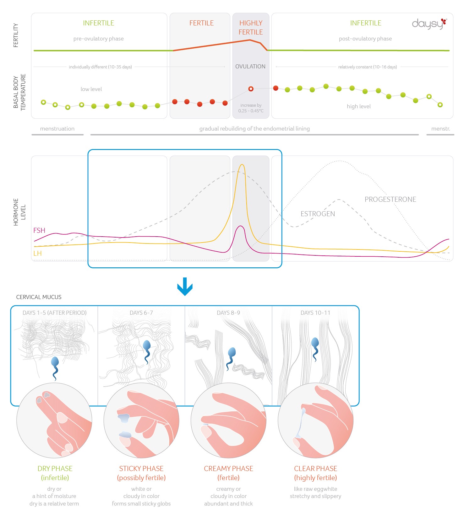 Cervical Fluid Chart