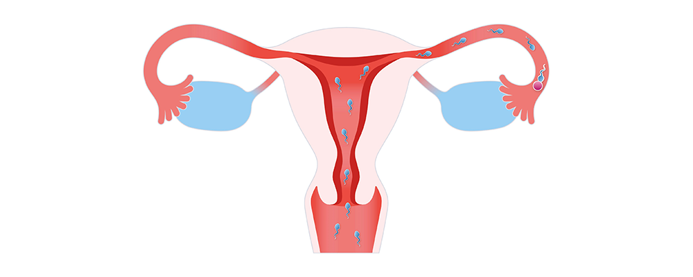 fertilization of the ovum