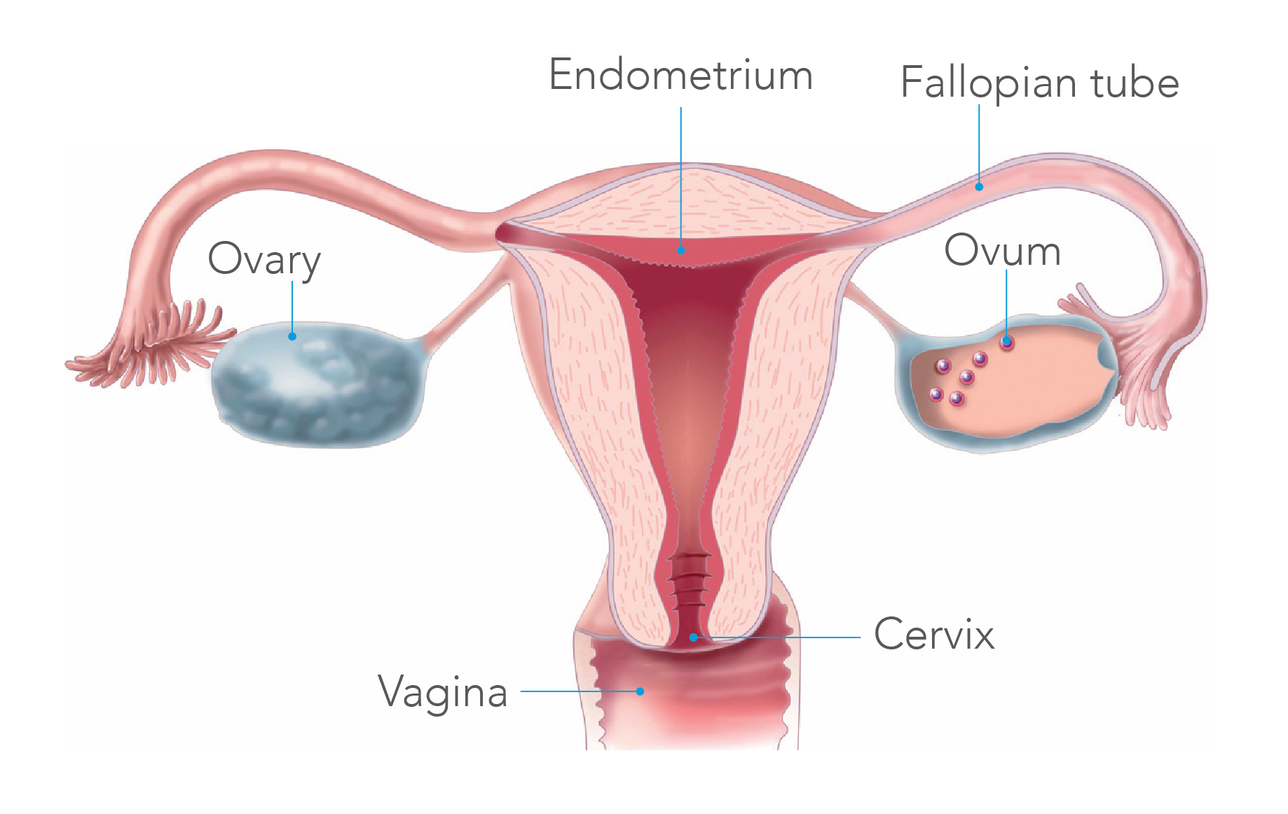 Alt Ovary Art-02.png