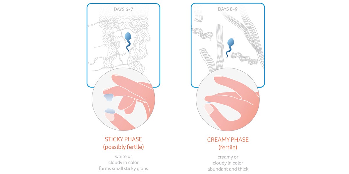 Possibly fertile: Sticky and creamy phase